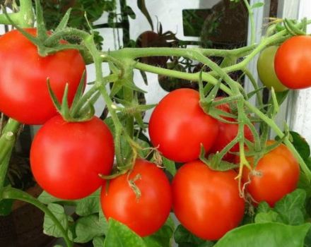 Examen des variétés de tomates super-déterminantes pour les serres et les champs ouverts