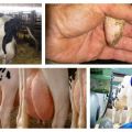 Symptomer på yverødem i en ko efter kalvning og behandling derhjemme