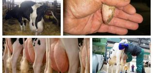 อาการบวมน้ำเต้านมในวัวหลังการตกลูกและการรักษาที่บ้าน