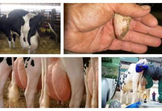 Symptoms of udder edema in a cow after calving and treatment at home
