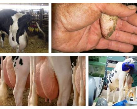 Symptomer på yverødem i en ko efter kalvning og behandling derhjemme