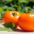 Kenmerken en beschrijving van de variëteit persimmon-tomaten, de opbrengst