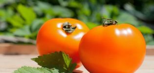 Persimmoni-tomaattilajikkeen ominaisuudet ja kuvaus, sen sato