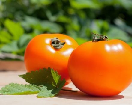 Persimonų pomidorų veislės charakteristikos ir aprašymas, derlius