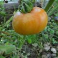Pomidorų veislės Altajaus šedevras charakteristikos ir aprašymas, derlius
