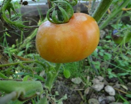 Charakterystyka i opis odmiany pomidora Ałtaj arcydzieło, plon