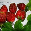 Beskrivning och egenskaper hos jordgubbsorten Festivalkamomill, odling och reproduktion