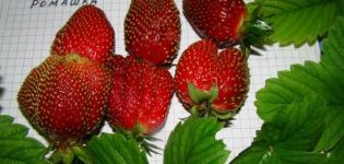 وصف وخصائص فراولة متنوعة مهرجان البابونج وزراعتها وتكاثرها