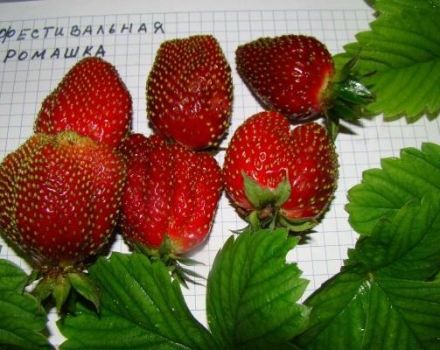 Descrizione e caratteristiche della varietà di fragole Festival camomilla, coltivazione e riproduzione