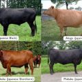 De beste rassen van gemarmerde koeien en de fijne kneepjes van het kweken, de voor- en nadelen van vlees