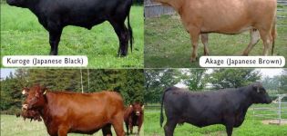 Cele mai bune rase de vaci marmorate și complexitatea creșterii, pro și contra de carne
