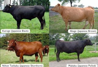 أفضل سلالات الأبقار الرخامية وتعقيدات النمو ، إيجابيات وسلبيات اللحوم