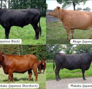 Le migliori razze di mucche marmorizzate e le complessità della coltivazione, i pro ei contro della carne