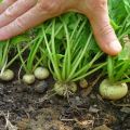 Turnip pests and diseases and the fight against them with chemicals and folk remedies, how to treat and how to protect