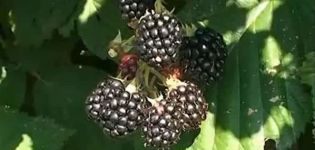 Paglalarawan at mga katangian ng Chester Thornless blackberry, pagtatanim at pangangalaga