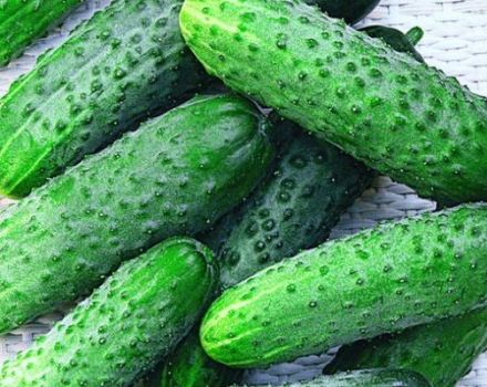 Characteristics and description of the Othello cucumber variety