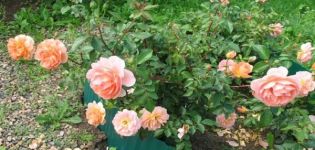 Popis a charakteristika růží Pat Austin, jemnost pěstování