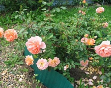 Opis i karakteristike ruža Pat Austin, suptilnosti uzgoja
