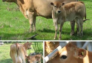 Descrierea și caracteristicile rasei de vaci din Jersey, avantajele și dezavantajele bovinelor