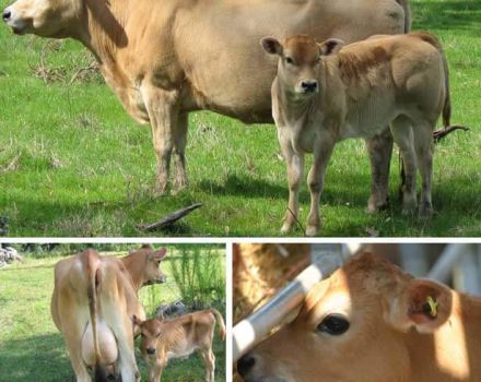 Descripció i característiques de la raça de vaques de Jersey, pros i contres del bestiar
