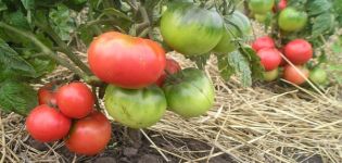 Popis a charakteristika odrůdy rajčat Růžová vůdce