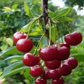 A Vechernyaya Zarya cseresznyefajta leírása és jellemzői, története és termesztési szabályai