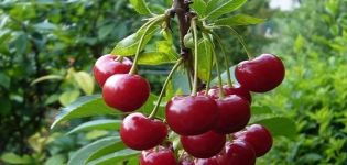 Popis a charakteristika odrůdy třešní Vechernyaya Zarya, historie a kultivačních pravidel
