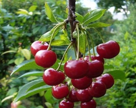 A Vechernyaya Zarya cseresznyefajta leírása és jellemzői, története és termesztési szabályai