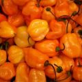 Funktioner och hemligheter för att odla Habanero-peppar hemma