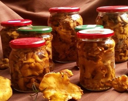 Απλές βήμα προς βήμα συνταγές για την παρασκευή τουρσιών chanterelles για το χειμώνα στο σπίτι