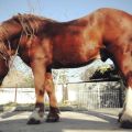 Jakie rasy koni są w Rosji i historia ich hodowli, lista najlepszych