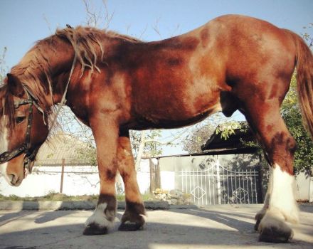 Vilka raser av hästar finns i Ryssland och historien om deras avel, en lista över de bästa