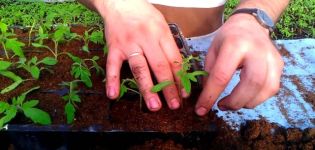 The technology of the Chinese method of growing tomato seedlings