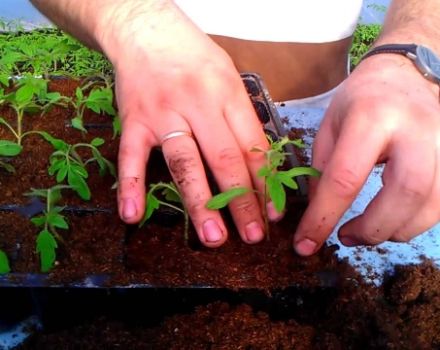 The technology of the Chinese method of growing tomato seedlings