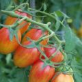 Beschreibung der Tomatensorte Shy Blush, Merkmale des Anbaus und der Pflege