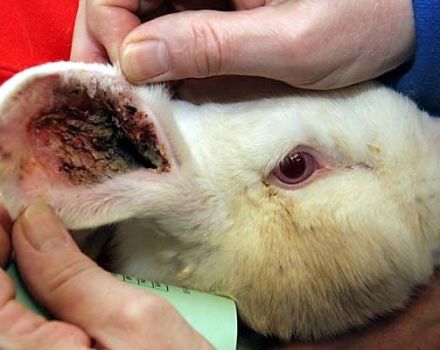 Známky ušních roztočů u králíků a domácí léčby