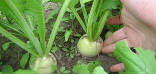 Description of the Daikon Sasha variety, its characteristics, cultivation and care