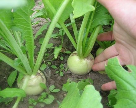 Description of the Daikon Sasha variety, its characteristics, cultivation and care
