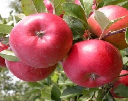 Descripción de la variedad y rendimiento de la manzana Enterprise, regiones de cultivo y resistencia al invierno