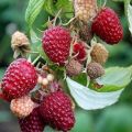 Descriptions of the best varieties of thornless raspberries, planting and care