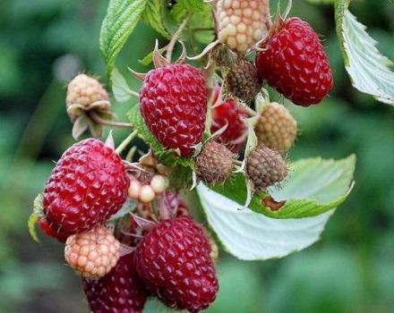 Beskrivelser af de bedste sorter af tornløse hindbær, plantning og pleje