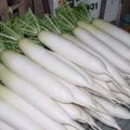 Description of the Daikon Minovashi variety, features of cultivation and care