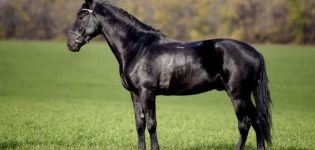 Opis a charakteristika kabardského plemena koní a pravidiel údržby