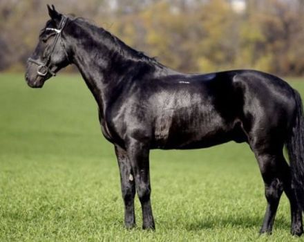 Beskrivelse og karakteristika for den kabardiske hesterase og vedligeholdelsesregler