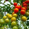 Planting, growing and caring for tomatoes in a polycarbonate greenhouse