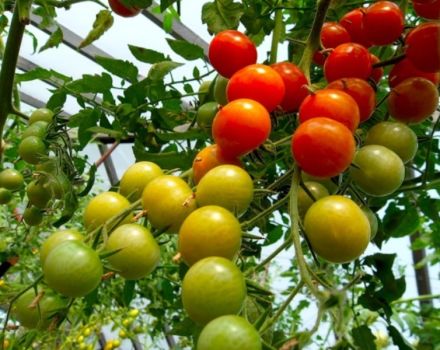 Plantera, odla och ta hand om tomater i ett polykarbonat växthus
