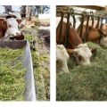 2 druhy krmiva pre dobytok, aké jedlo je potrebné a ako si vybrať teľatá