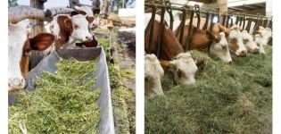 2 druhy kŕmenia hovädzieho dobytka, aké jedlo je potrebné a ako si vybrať teľatá