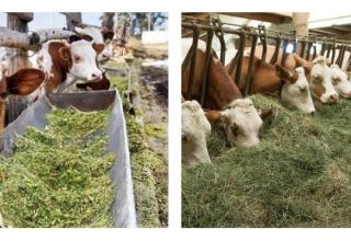2 types of cattle feeding, what food is needed and how to choose calves