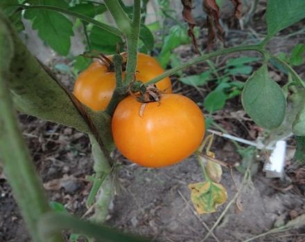 Description of the Viking tomato variety, features of cultivation and care